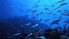 Animals underwater aquatic