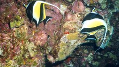 Animals underwater aquatic