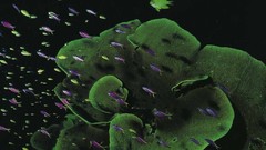 Animals underwater aquatic