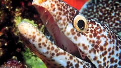 Animals underwater aquatic