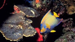 Animals underwater aquatic