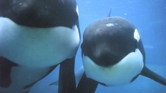 Animals underwater aquatic