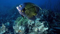 Animals underwater aquatic