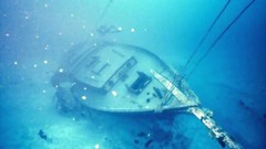 Animals underwater aquatic