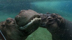 Animals underwater hippopotamus