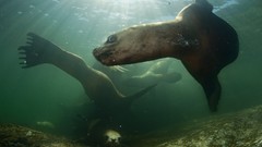 Animals underwater national geographic