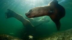 Animals underwater national geographic