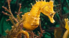Animals underwater national geographic seahorses