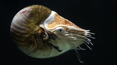 Animals underwater nautilus