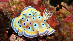 Animals underwater Nudibranchia sealife