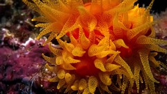 Animals underwater sea anemones sealife