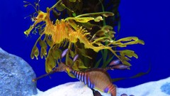 Animals underwater seahorses