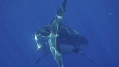 Animals underwater Sharks