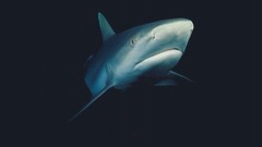 Animals underwater Sharks aquatic