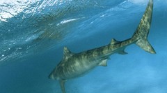 Animals underwater Sharks national geographic