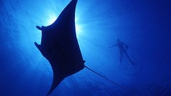 Animals underwater silhouettes sunlight manta ray