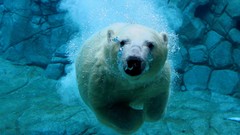 Animals underwater swimming Polar Bears