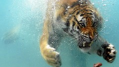 Animals underwater swimming Tigers