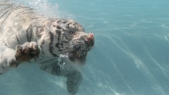 Animals underwater Tigers