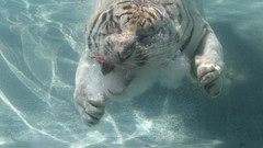 Animals underwater Tigers