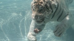 Animals underwater Tigers