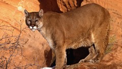 Animals walk wildlife mountain lions