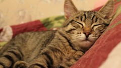 Animals wall cats blood