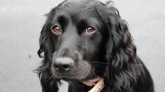 Animals wall Dogs Spanish Cocker