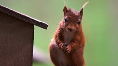 Animals wall squirrels