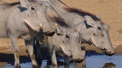 Animals warthog