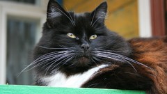 Animals watch fluffy fat