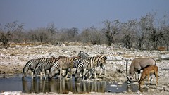 Animals water Africa zebras antelope drinking