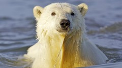 Animals water Alaska swimming Polar Bears