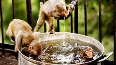 Animals water bathing funny monkeys drinking