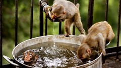 Animals water bathing monkeys cage