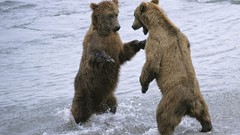Animals water Bears