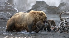 Animals water Bears