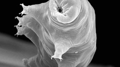 Animals water Bears microscopic