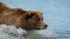Animals water Bears rivers