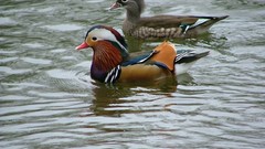 Animals water Birds Ducks