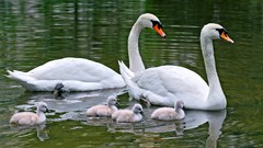 Animals water Birds family Swans baby birds