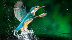 Animals water Birds kingfisher