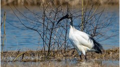 Animals water Birds Plants