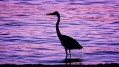 Animals water Birds silhouettes