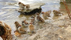 Animals water Birds sparrow ripples