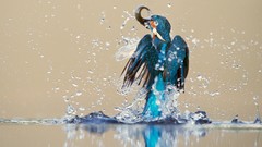 Animals water Birds splashes kingfisher