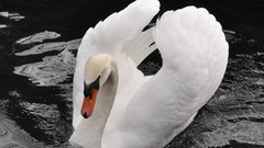 Animals water Birds Swans