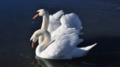 Animals water Birds Swans