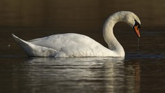 Animals water Birds Swans