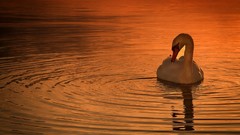 Animals water Birds Swans ripples ponds